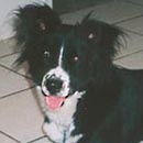 Misty was adopted in 2003